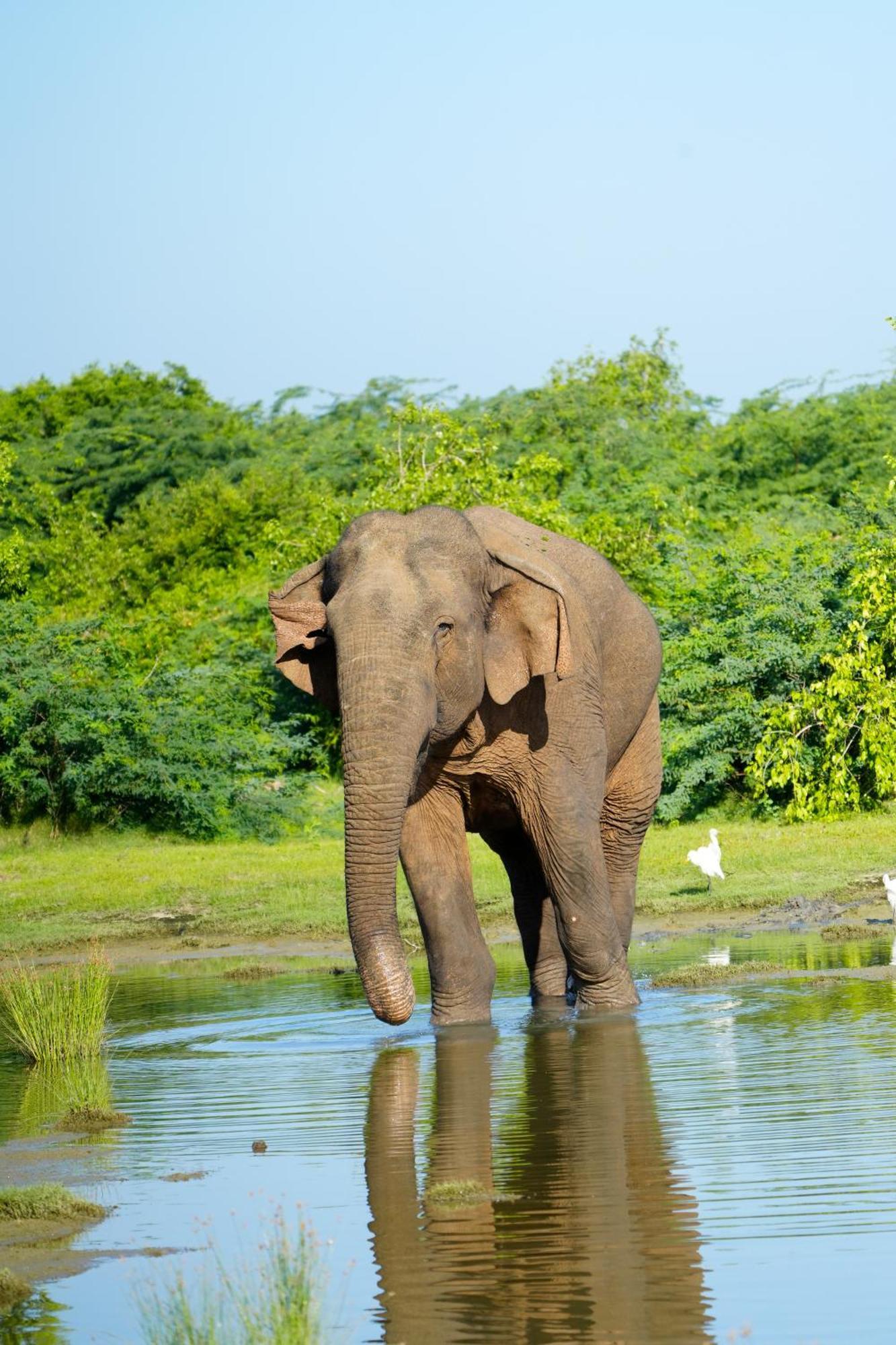 Bundala Flamingo Cotteges Hotel ฮัมบานโตตา ภายนอก รูปภาพ