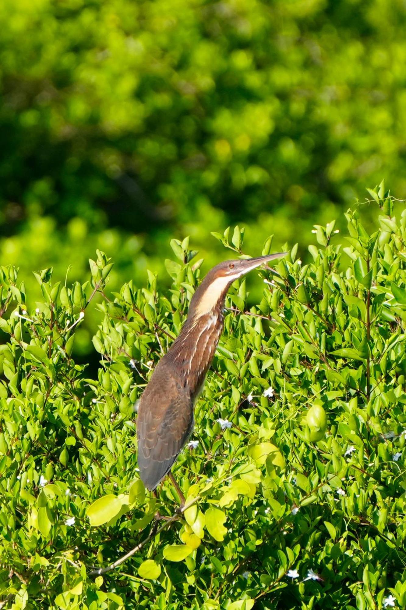 Bundala Flamingo Cotteges Hotel ฮัมบานโตตา ภายนอก รูปภาพ